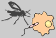 Leishmania und Schmetterlingsmücke